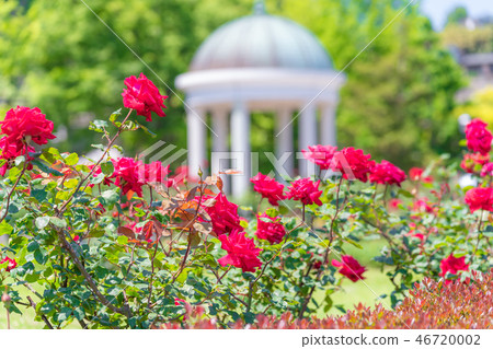 日本的春天Yokosuka Verny公園玫瑰園 日本的春天Yokosuka Verny公園玫瑰園 46720002