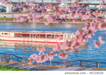 Spring of Tokyo Sakura lined row of early bloom along the Sumida river bank [Evening] 46720036