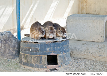 天王寺動物園的水豚 天王寺動物園的水豚 46720270