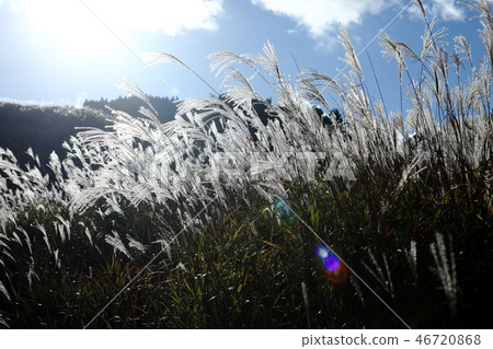 Susuki of Akine Peak Plateau Susuki of Akine Peak Plateau 46720868