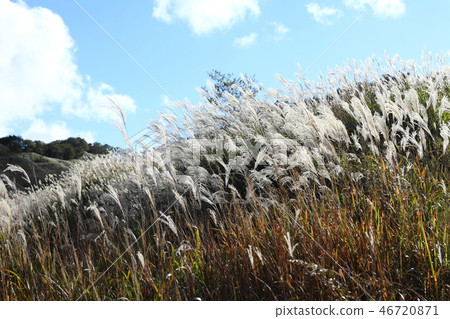 Susuki of Akine Peak Plateau Susuki of Akine Peak Plateau 46720871