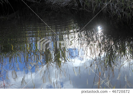 Susuki of Akine Peak Plateau 46720872