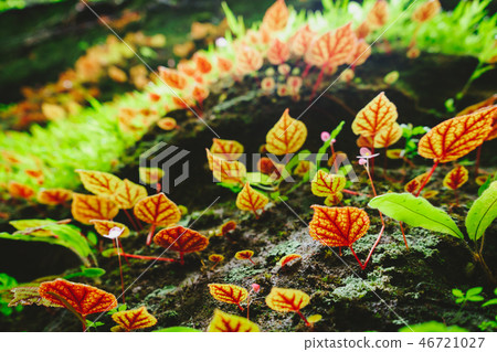 Begonia leaves or Begoniaceae in the rainforest. Begonia leaves or Begoniaceae in the rainforest. 46721027