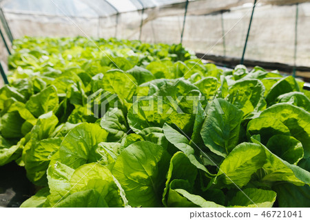 Green cos lettuce in hydroponics farm. 46721041