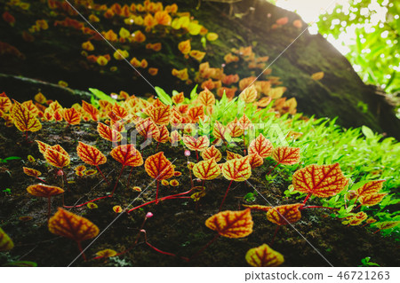 Begonia leaves or Begoniaceae in the rainforest. Begonia leaves or Begoniaceae in the rainforest. 46721263