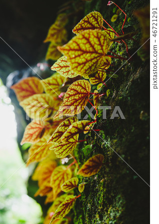 Begonia leaves or Begoniaceae in the rainforest. Begonia leaves or Begoniaceae in the rainforest. 46721291