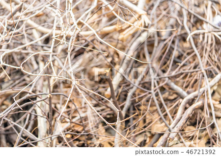 dry Tree plant for texture and background. 46721392