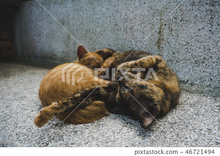 Two cats sleeping on concrete bench. Two cats sleeping on concrete bench. 46721494