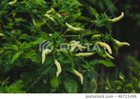 Close up of raw chilli on tree in the garden. Close up of raw chilli on tree in the garden. 46721496