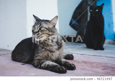 Cat siting on the street. Cat siting on the street. 46721497