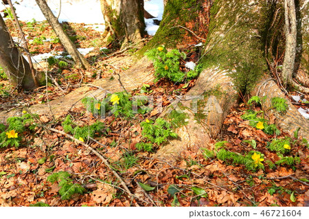 Forest road, snow, avalanche, spring, 46721604