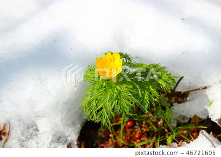 Forest road, snow, avalanche, spring, Forest road, snow, avalanche, spring, 46721605