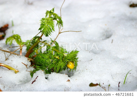 Forest road, snow, avalanche, spring, Forest road, snow, avalanche, spring, 46721681