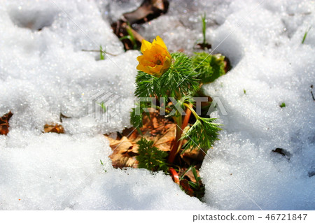 Snow, forest road, 46721847