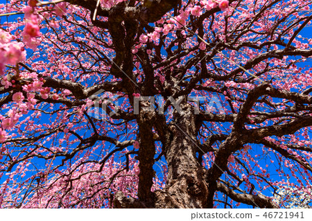 名古屋市農業中心的李子 名古屋市農業中心的李子 46721941