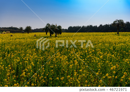 伊拉科強姦花 伊拉科強姦花 46721971