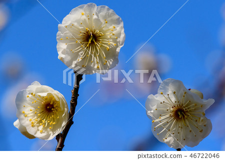 桃李池裡的梅花 桃李池裡的梅花 46722046