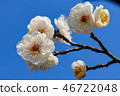 桃李池裡的梅花 46722048