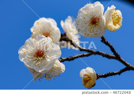 桃李池裡的梅花 桃李池裡的梅花 46722048