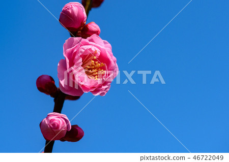 桃李池裡的梅花 桃李池裡的梅花 46722049