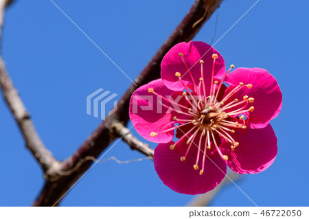 桃李池裡的梅花 桃李池裡的梅花 46722050