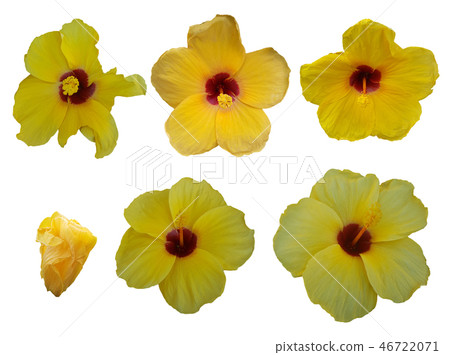 set of yellow Hibiscus flowers isolated on white 46722071