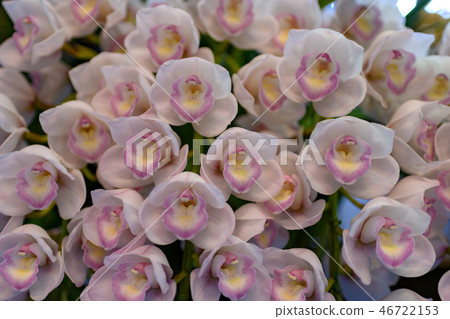 東海花展的Yoran 東海花展的Yoran 46722153