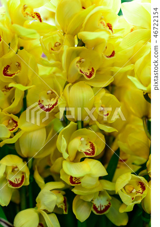 東海花展的Yoran 東海花展的Yoran 46722154