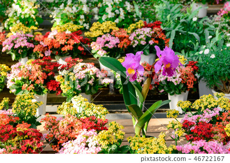 卡特蘭 卡特蘭 46722167