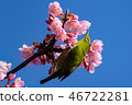 河津櫻花和mezzo 46722281