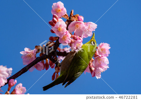 河津櫻花和mezzo 河津櫻花和mezzo 46722281