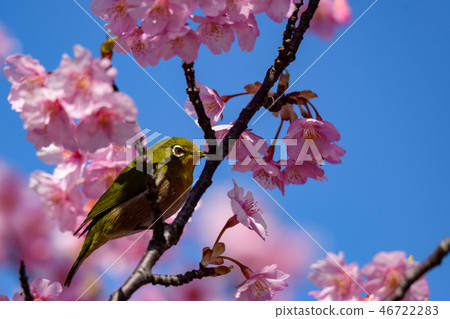 河津櫻花和mezzo 河津櫻花和mezzo 46722283
