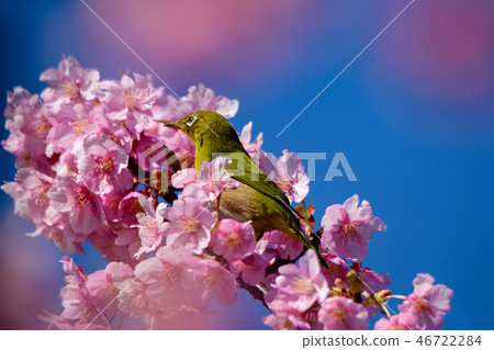 河津櫻花和mezzo 河津櫻花和mezzo 46722284