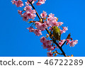 河津櫻花和mezzo 46722289
