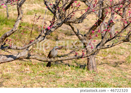 在李子的布朗噴泉 在李子的布朗噴泉 46722320