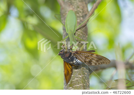 Okamakiri Okamakiri 46722600