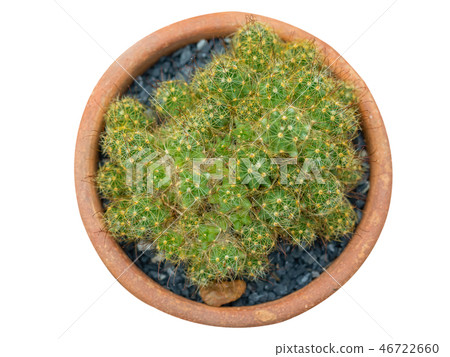 cactus plant isolated on white background. 46722660