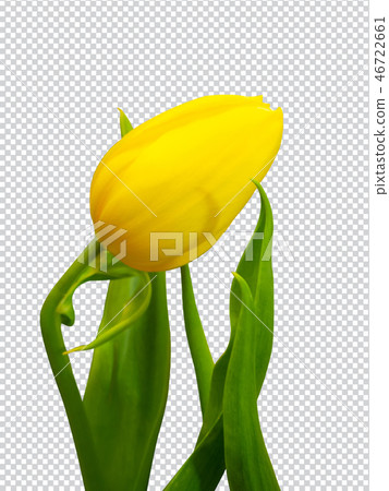 Beautiful Yellow Tulips. (This has clipping path) Beautiful Yellow Tulips. (This has clipping path) 46722661