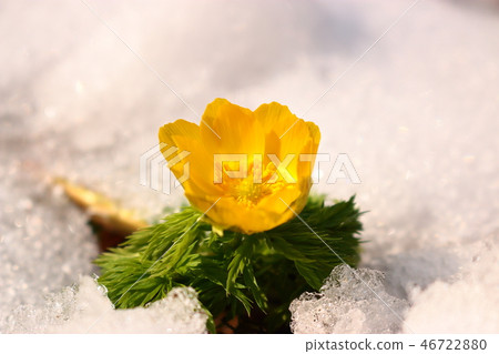 第二，森林路，雪， 46722880