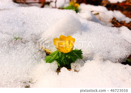 Forest roads, tree roots, 46723038