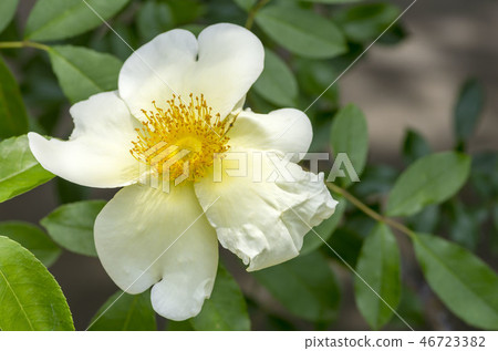 rose rose 46723382