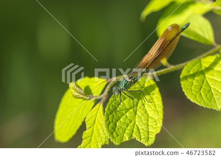 Damselfly Damselfly 46723582