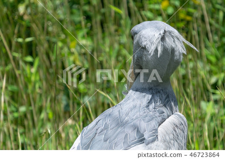 Hashibirokou rear view 46723864