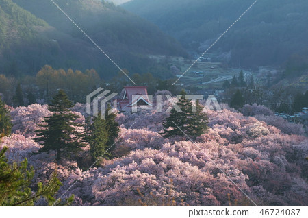 Cherry blossoms at Takataka castle ruins park in Ina-shi Nagano prefecture Cherry blossoms at Takataka castle ruins park in Ina-shi Nagano prefecture 46724087