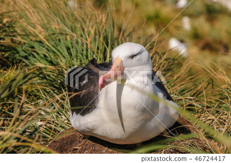 Black-Browed Albatross on its Nest 46724417