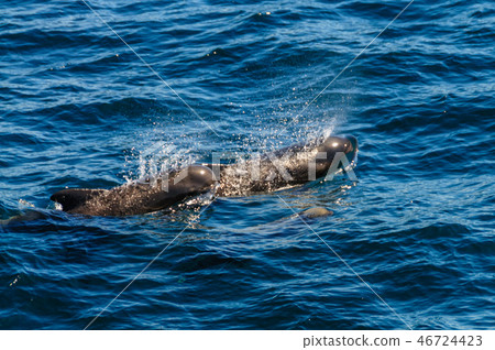 Long-Finned Pilot Whales in the Southern Atlantic Ocean 46724423