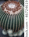 Cactus 46724619