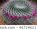 Cactus 46724621