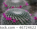 Cactus 46724622