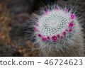 Cactus 46724623